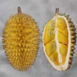 Durian LAI