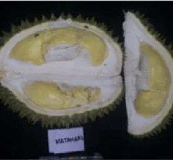 Durian Matahari